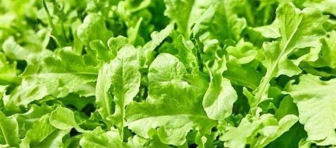 Close-up of fresh, vibrant green lettuce leaves overlapping each other. The texture appears crisp, conveying a feeling of natural abundance and freshness.