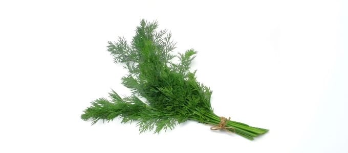 Dill image