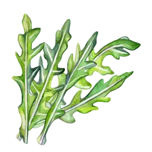 Arugula is high in nutrients like calcium