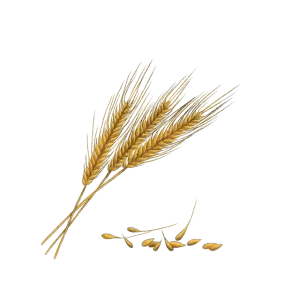 Barley can replace rice in stir fries