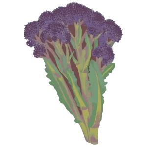 Broccoli is a rich source of several important nutrients.
