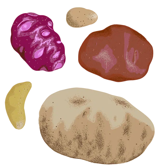 Potatoes are the tuberous roots of bushy annuals in the nightshade family.