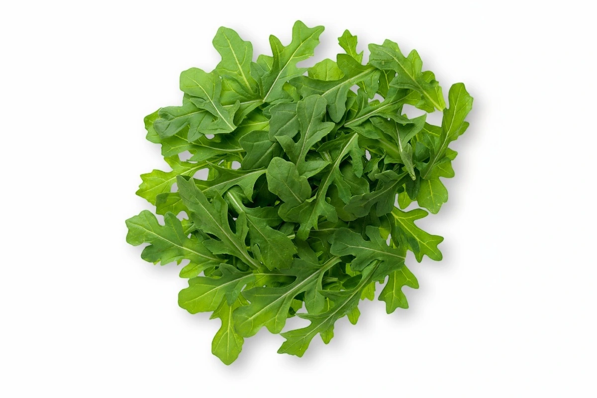 Arugula ingredient on white background