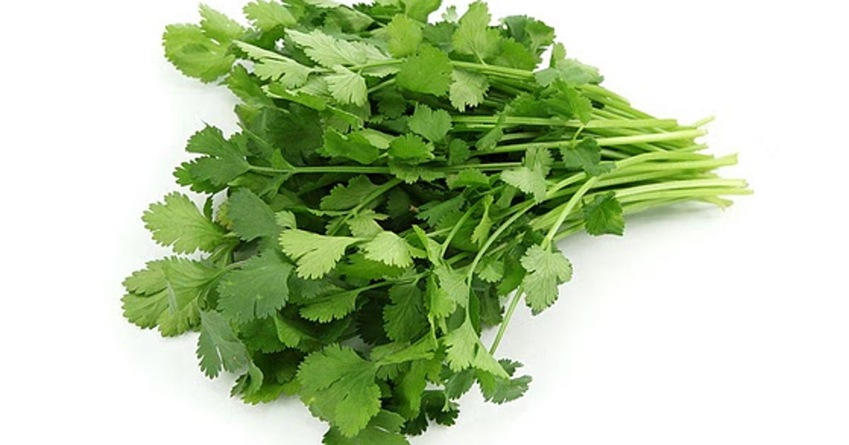 Cilantro