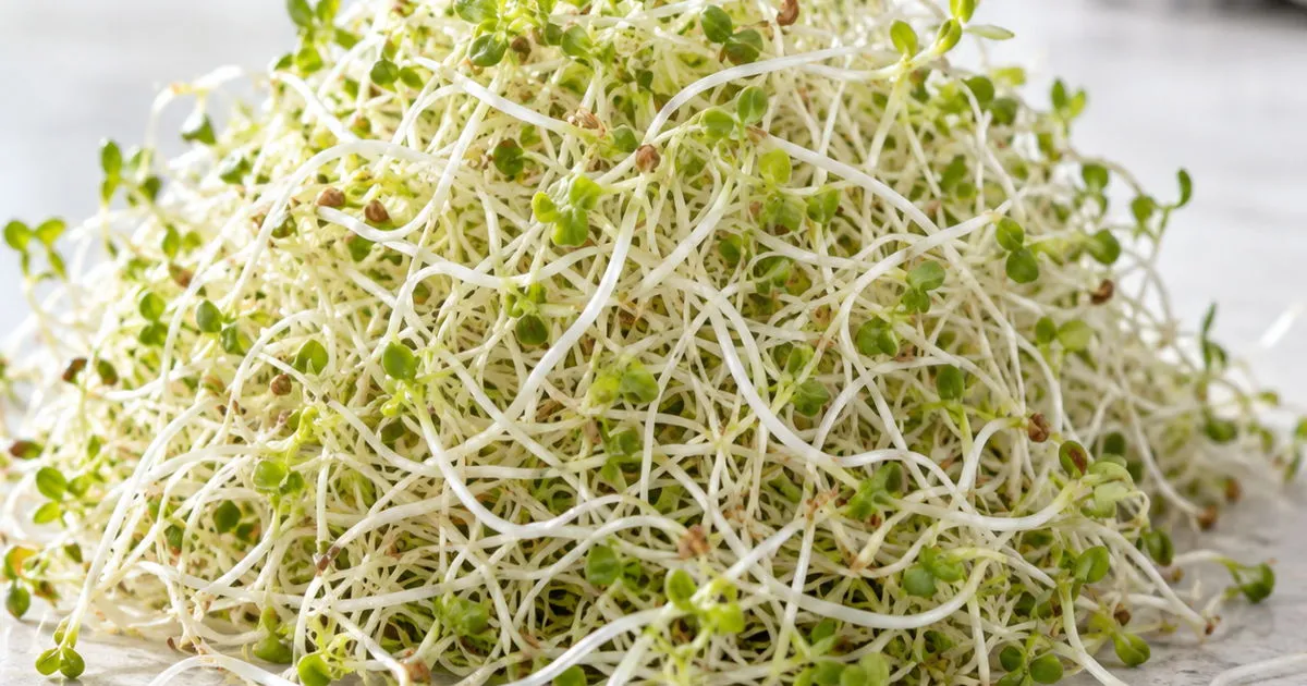 Fresh alfalfa sprouts