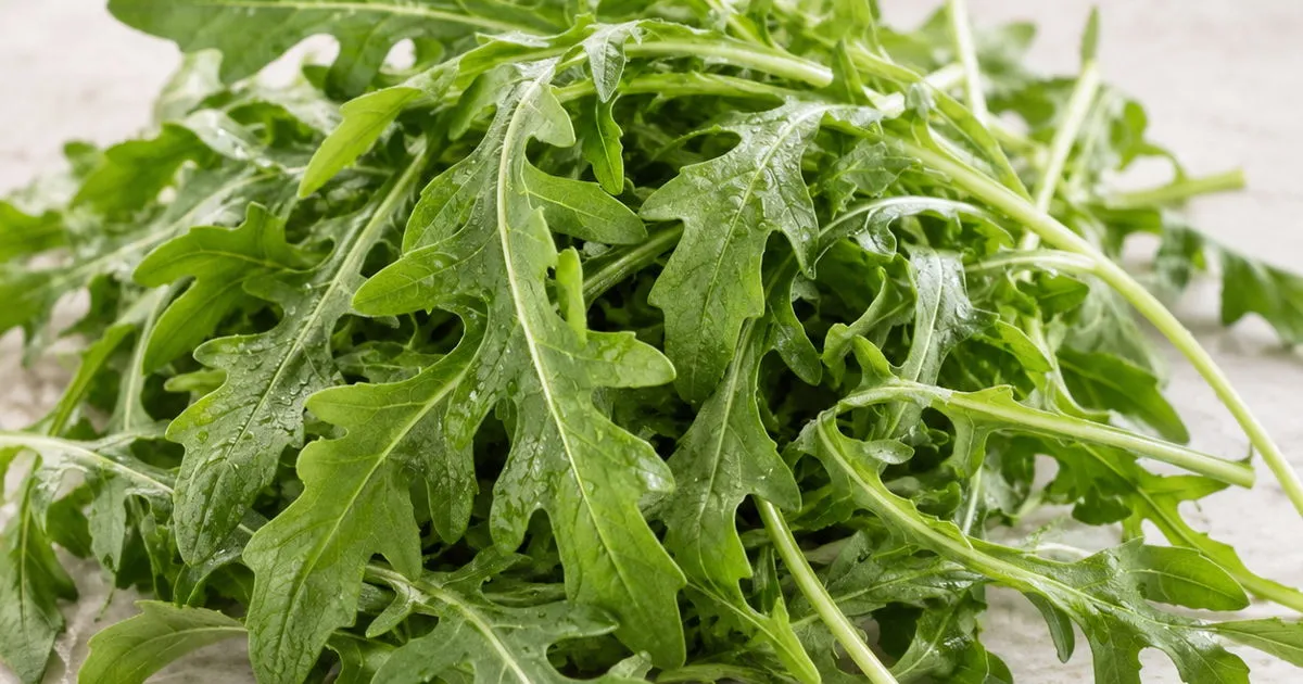 Fresh arugula leaves with water droplets