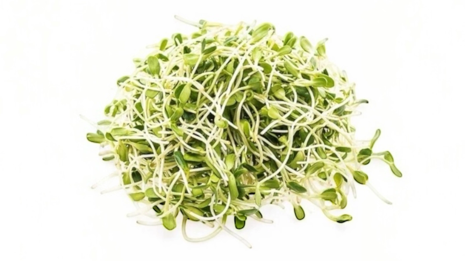 Fresh alfalfa sprouts on a white background