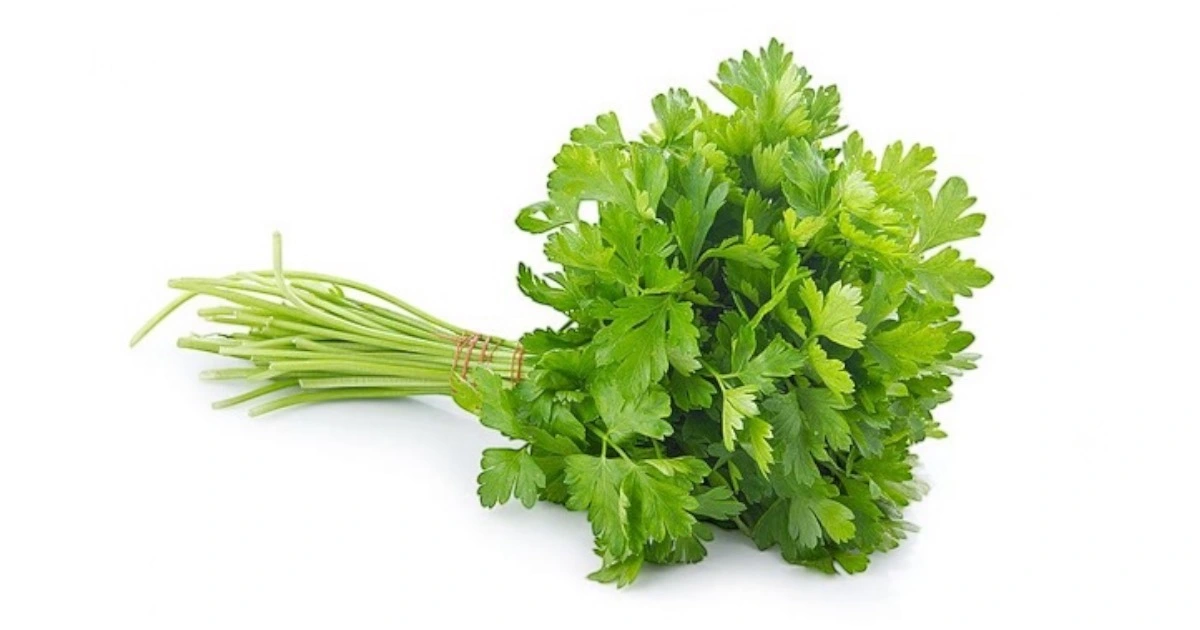 Fresh parsley leaves on a white background